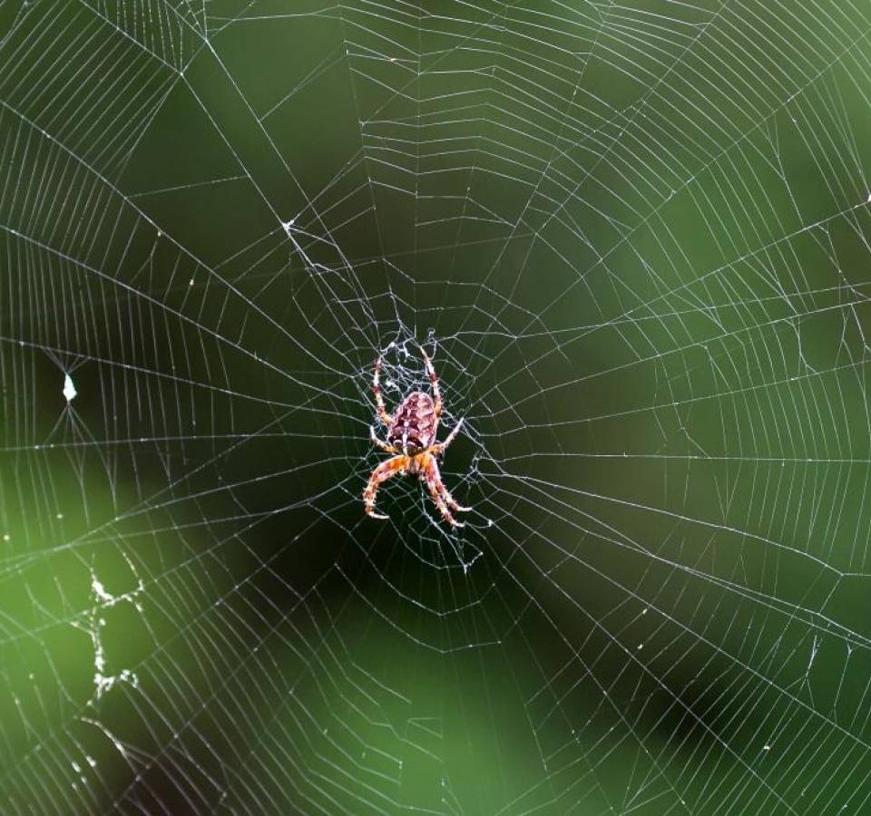 Aranhas